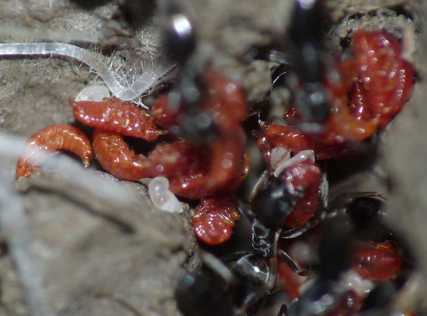 Coccidi allevati dalle formiche tapinoma